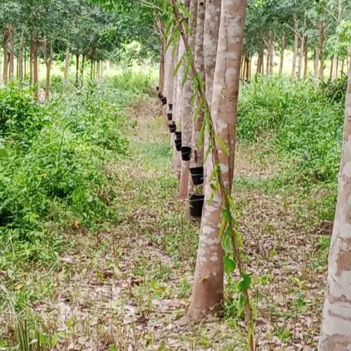 WhatsApp Image 2025-01-29 at 14.21.58